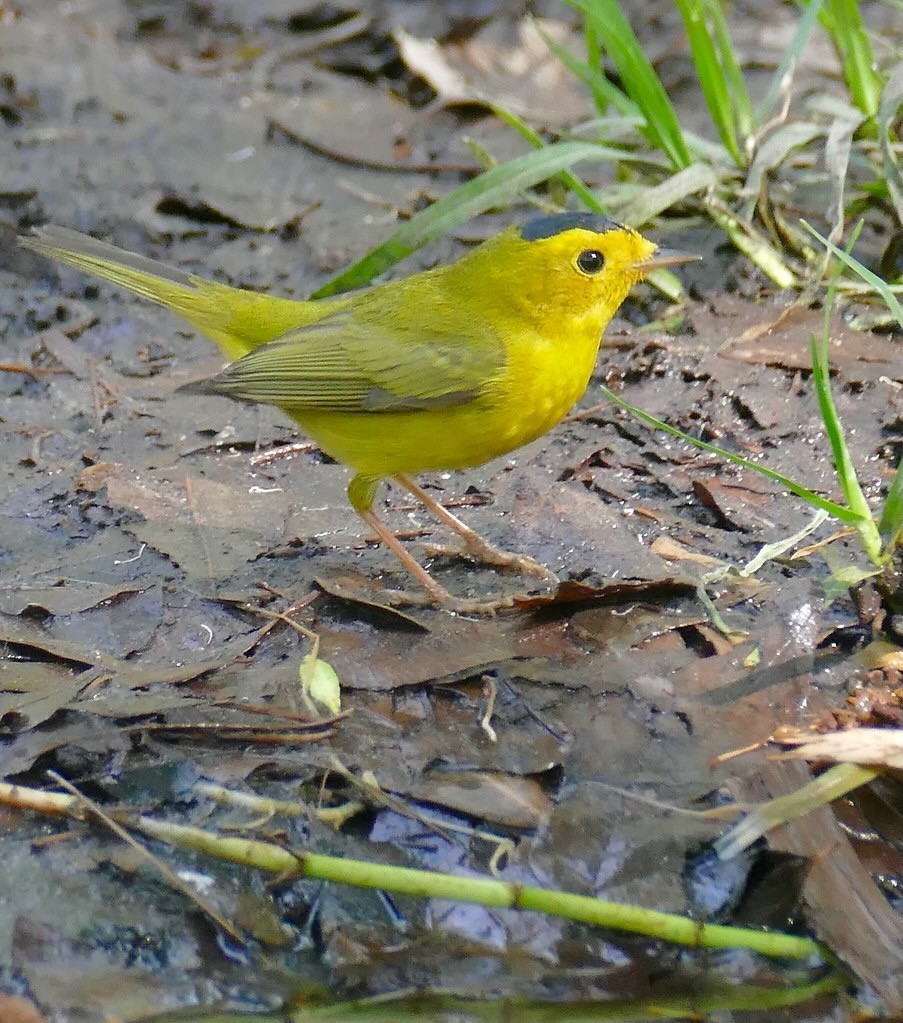 Wilson's Warbler (Cardellina pusilla) male ... by Bernard DUPONT is licensed under CC BY-SA 2.0.